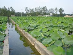 藕池防滲專(zhuān)用膜